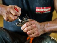 A Uruguayan sheep shearer changes his blade as he works at a cattle farm in Villabraz in the province of Leon in northern Spain on May 15, 2020. Some 258 Uruguayan shearers arrived in Spain on a plane from Montevideo this week to participate in a campaign in different parts of Spain. They underwent check-ups for the novel coronavirus before leaving Uruguay and before starting work in Spain where they will stay until July 20. CESAR MANSO / AFP