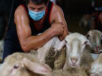A Uruguayan sheep shearer works at a cattle farm in Villabraz in the province of Leon in northern Spain on May 15, 2020. Some 258 Uruguayan shearers arrived in Spain on a plane from Montevideo this week to participate in a campaign in different parts of Spain. They underwent check-ups for the novel coronavirus before leaving Uruguay and before starting work in Spain where they will stay until July 20. CESAR MANSO / AFP