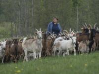 Helena Wroblewska owner of the "Nad Arem" farm specialised in goat cheese - is seen among the goat herd in the meadow in the Masuria - polish lake region, May 15, 2020. The sheep and cows are in the meadow, the cheese is ripening in a room on the ground floor -- just the kind of scene attracting increasing numbers of Polish cityslickers away from the urban jungle. Wojtek RADWANSKI / AFP