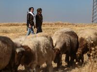 Kurdish female volunteers, from the newly formed Community Protection Forces, walk next to a herd of sheep as they patrol a wheat field, against threats by jihadists to burn the crops, during harvest season on June 13, 2020, in the countryside east of Qamishli in Syria's northeastern Hasakah province. Delil SOULEIMAN / AFP