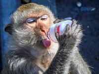 This picture taken on June 20, 2020 shows a longtail macaque drinking yoghurt in the town of Lopburi, some 155km north of Bangkok. Lopburi's monkey population, which is the town's main tourist attraction, doubled to 6,000 in the last three years, forcing authorities to start a sterilisation campaign. Mladen ANTONOV / AFP