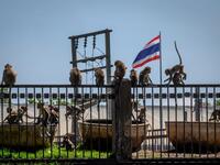 A Thailand flag is seen in the background as longtail macaques take a bath to cool down from the heat in the town of Lopburi, some 155km north of Bangkok, on June 21, 2020. Lopburi's monkey population, which is the town's main tourist attraction, doubled to 6,000 in the last three years, forcing authorities to start a sterilisation campaign. Mladen ANTONOV / AFP