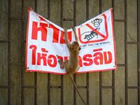 A longtail macaque tears down a poster reading "Don't feed the monkeys" in the town of Lopburi, some 155km north of Bangkok, on June 21, 2020. Lopburi's monkey population, which is the town's main tourist attraction, doubled to 6,000 in the last three years, forcing authorities to start a sterilisation campaign. Mladen ANTONOV / AFP