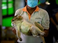 A park ranger carries a longtail macaque before its sterilisation in the town of Lopburi, some 155km north of Bangkok, on June 21, 2020. Lopburi's monkey population, which is the town's main tourist attraction, doubled to 6,000 in the last three years, forcing authorities to start a sterilisation campaign. Mladen ANTONOV / AFP