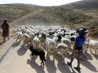 Young women walk a herd of sheep belonging to settlers from a nearby outpost of Itamar settlement, southeast of the Palestinian city of Nablus, on June 8, 2020 in the occupied West Bank. The government of Israeli Prime Minister Benjamin Netanyahu has said it could begin the process to annex Jewish settlements in the West Bank as well as the strategic Jordan Valley from July 1. The plan -- endorsed by Washington -- would see the creation of a Palestinian state, but on reduced territory, and without Palestini