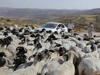 Israelis looks at a herd of sheep belonging to settlers from a nearby outpost of Itamar settlement, southeast of the Palestinian city of Nablus, on June 8, 2020 in the occupied West Bank. The government of Israeli Prime Minister Benjamin Netanyahu has said it could begin the process to annex Jewish settlements in the West Bank as well as the strategic Jordan Valley from July 1. The plan -- endorsed by Washington -- would see the creation of a Palestinian state, but on reduced territory, and without Palestin