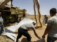 Farmers spread around wheat kernels unloaded from a combine harvester before being packaged into sacks, in a field in the countryside of al-Kaswa, south of Syria's capital Damascus on June 18, 2020. Heavy rain and reduced violence provided a relief to Syrian farmers with a good harvest this year, as a tanking economy leaves millions hungry across his war-torn country. Prior to the outbreak of the conflict in 2011, Syria produced more than 4.1 million tonnes of wheat, enough to feed its entire population. Bu