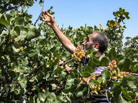 A pistachio farmer tends to a tree at a pistachio orchard in the village of Maan, north of Hama in west-central Syria on June 24, 2020. Pistachio farmers in central Syria are hoping that reduced violence will help revive cultivation of what was once one of the country's top exports. LOUAI BESHARA / AFP