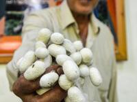 They would raise silk worms in the spring, watching them munch on mulberry tree leaves and slowly build their thick cocoons, before spinning the thread and weaving those coils into fine cloth. MAHER AL MOUNES / AFP