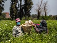 A worker, mask-clad due to the COVID-19 coronavirus pandemic, throws a handful of harvested jasmine flowers into a wicker basket at a field at the village of Shubra Beloula in Egypt's northern Nile delta province of Gharbiya on July 23, 2020. Mohamed el-Shahed / AFP