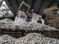 Egypt and India are the leading producers of around 95 percent of jasmine extracts in the world used in perfumes, according to The International Federation of Essential Oils and Aroma Trades (IFEAT), and the village of Shubra Beloula In Gharbiya, in the Egyptian fertile Delta, produces more than half of the aromatic extracts used in essential oils for global jasmine production. Mohamed el-Shahed / AFP