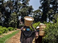 Egypt and India are the leading producers of around 95 percent of jasmine extracts in the world used in perfumes, according to The International Federation of Essential Oils and Aroma Trades (IFEAT), and the village of Shubra Beloula In Gharbiya, in the Egyptian fertile Delta, produces more than half of the aromatic extracts used in essential oils for global jasmine production. Mohamed el-Shahed / AFP