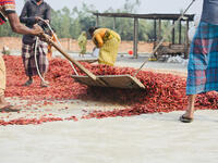 Bangladeshi people are working in a red chilies yard isolated unique photo.  (Shutterstock/ File photo)