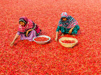 Women are working to dry the red chillies in the sariakandi, Bogra. (Shutterstock/ File Photo)