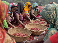Bangladeshi women shorts red chilies after dry them under the sun at Bogra district.  (Shutterstock/ File photo)