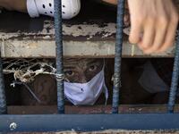 A member of the 18 gang looks on from an overcrowded cell at the Quezaltepeque prison, in Quezaltepeque, El Salvador, on September 4, 2020. Authorities from the General Directorate of Penal Centres (DGCP) visited three Salvadorean prisons, some of maximum security, to check the situation of inmates and carry out searches amid the COVID-19 novel coronavirus pandemic. Yuri CORTEZ / AFP