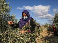 A Palestinian woman harvests olives in Rafah, in the southern Gaza Strip on October 4, 2020. SAID KHATIB / AFP