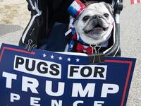 A pug sit in a baby carriage as people dressed in political costumes participate in a contest during a Trump campaign rally named "Trumptoberfest" at Rocky Point Park in Warwick, Rhode Island on October 11, 2020. Many supporters dressed in political campaign clothing and waved flags while others dressed in festive costumes to take part in a political costume contest. Joseph Prezioso / AFP
