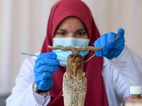 An archaeologist cleans a statue during the unveiling of an ancient treasure trove of more than a 100 intact sarcophagi, at the Saqqara necropolis 30 kms south of the Egyptian capital Cairo, on November 14, 2020. Egypt announced the discovery of an ancient treasure trove of more than a 100 intact sarcophagi, the largest such find this year. The sealed wooden coffins, unveiled on site amid fanfare, belonged to top officials of the Late Period and the Ptolemaic period of ancient Egypt. They were found in thre
