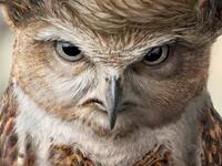 TOP Magazine Donald Trump (https://www.adsoftheworld.com/collection/donald_trump_in_advertising#)