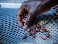 Sorting of cocoa beans according to their size and appearance is done in the workshops of Makaya Chocolat on December 23, 2020 in Petionville, Haiti. Although small in the face of South America's giants, Haiti is slowly developing its cocoa industry to ensure better incomes for thousands of modest farmers and to end the stereotype of gastronomic art known as the domain of wealthy countries. Valerie Baeriswyl / AFP