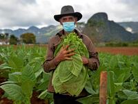 Eduardo Hernandez, owner of a private restaurant and a tobacco cultivator, works in his land in Vinales, Cuba, on January 28, 2021. At the foot of the majestic rock formations of Vinales, the terraces of the restaurants look empty and the lodgings have closed. With the arrival of COVID-19, the incipient prosperity of this Cuban town came to a halt and people abandoned tourism jobs to return to work the land. YAMIL LAGE / AFP