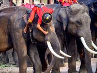 A mahout prepares his elephant for a ceremony