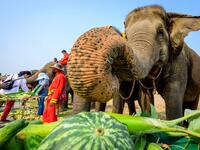An elephant reaches for a watermelon during a festive breakfast of various fruits and vegetables to mark National Elephant Day at the Elephant Royal Kraal Village 