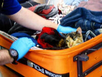 7.قطة حية في حقيبة السفر