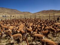 Vicunas are seen as members of the community of Totoroma participate in the traditional Chaku, or Chaccu, an annual vicuna round-up and shearing festival, in the village of Totoroma, 148 km from the city of Puno, in southern Peru