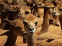 Vicunas are seen as members of the community of Totoroma participate in the traditional Chaku, or Chaccu, an annual vicuna round-up and shearing festival, in the village of Totoroma, 148 km from the city of Puno, in southern Peru