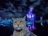 Manny-the selfie cat