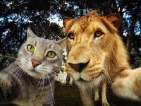 Manny-the selfie cat