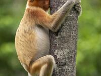 للمصور جاكوب هودان - قرد  وهو يحك أنفه ولكن يبدو أنه يقبل الشجرة بدلاً من ذلك.