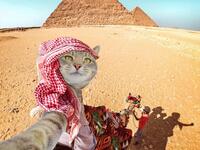 Manny-the selfie cat