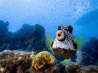 للمصور فيليب ستاهر - الشفاه الحلوة للتقبيل – لسمكة منتفخة من كوراساو