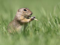 للمصور رونالد كرانيتز لسنجاب يبدو أنه يحاول استخدام اللعب بعود خشبي قصير كما لو كان مزمارًا.