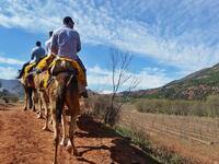 ركوب الخيل: يمكن تجربة ركوب الخيل وسط الطبيعة مع وجود حصص تدريبية ومدربين مختصين في Western Valley.