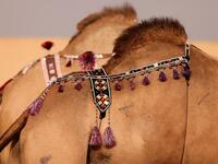 Mazayin Dhafra Camel Festival