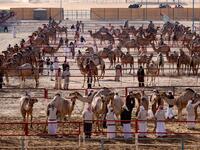 Mazayin Dhafra Camel Festival