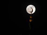 strawberry moon