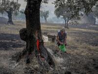 wildfires