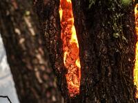 wildfires