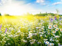 تفسير حلم فصل الربيع في المنام