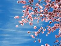 ما هي أعراض التحسس من زهر اللوز الأخضر؟