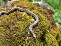 تفسير حلم قرصه الثعبان في المنام للعزباء والمتزوجة