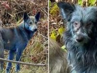 Blue dogs seen near Chernobyl site in Ukraine. (Dogs of Chernobyl organization/ Instagram) Blue dogs