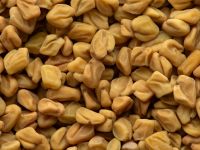 الحلبة.. الكنز الصحي المنسي