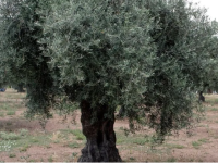الدول العربية أكبر منتجي الزيتون في العالم