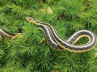 نصائح للوقاية من الأفاعي في فصلَي الربيع والصيف